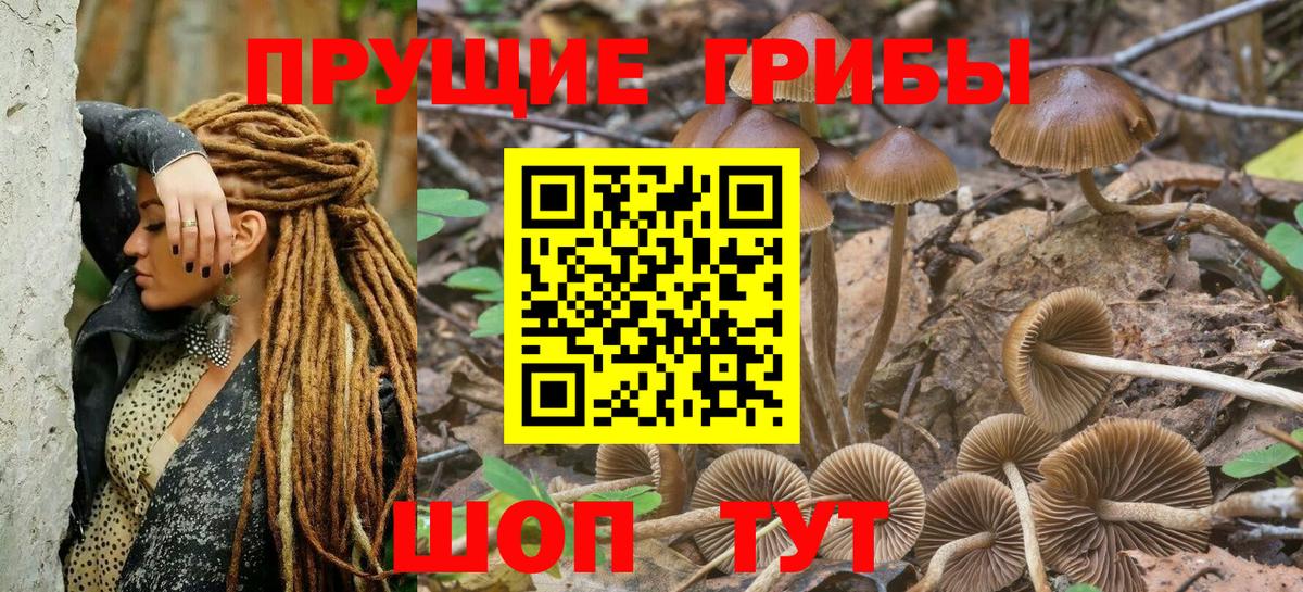 Псилоцибиновые грибы Psilocybe Еманжелинск